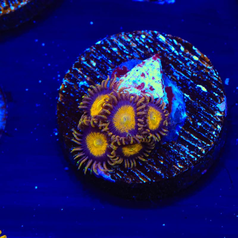 King Midas Zoanthids Coral