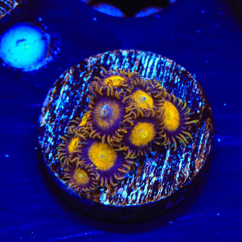 King Midas Zoanthids Coral