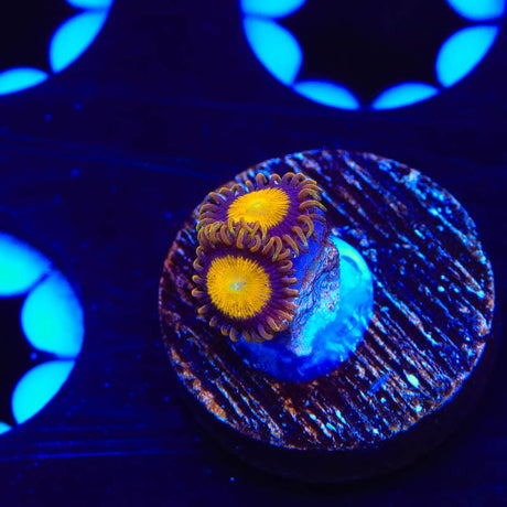 King Midas Zoanthids Coral