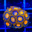 King Midas Zoanthids Coral