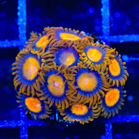 King Midas Zoanthids Coral
