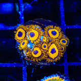 King Midas Zoanthids Coral