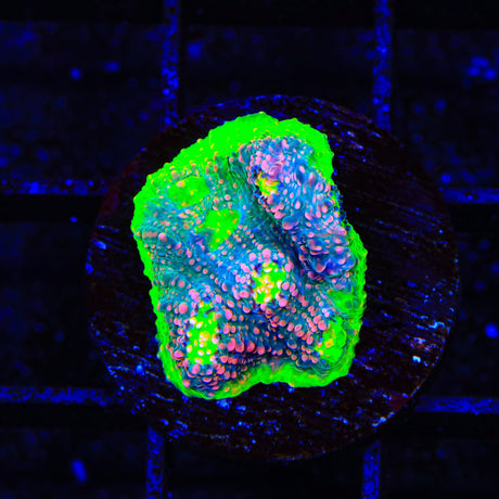 Kingpin Chalice Coral