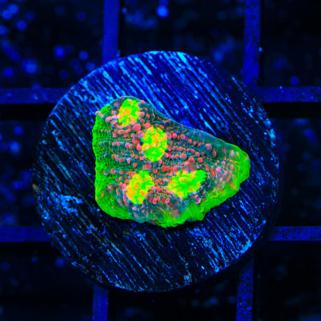 Kingpin Chalice Coral