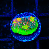 Kingpin Chalice Coral