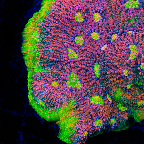 Kingpin Chalice Coral