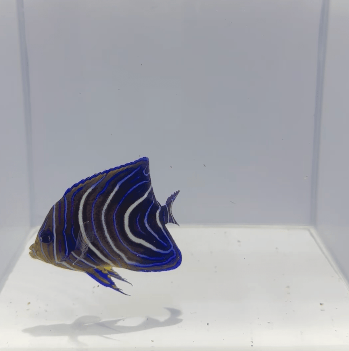 Koran Angelfish