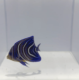 Koran Angelfish