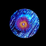 Krak God Zoanthid Coral