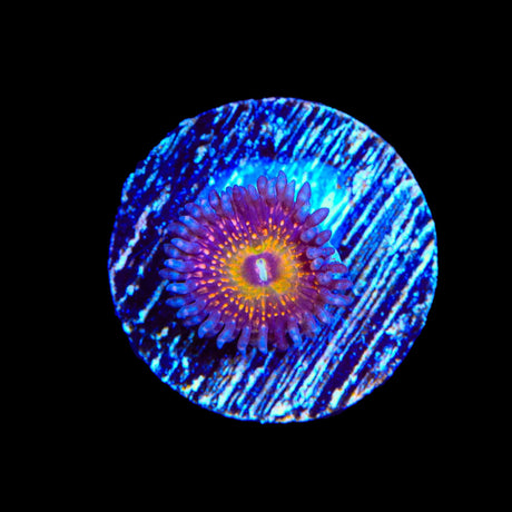 Krak God Zoanthid Coral
