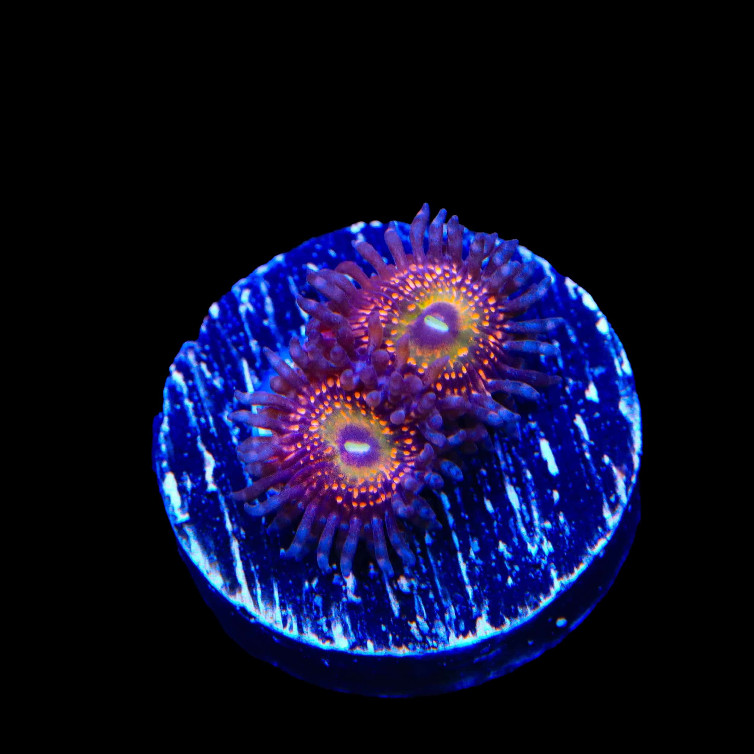 Krak God Zoanthids Coral – Top Shelf Aquatics