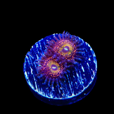 Krak God Zoanthid Coral