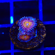 Krak God Zoanthid Coral