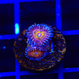 Krak God Zoanthid Coral