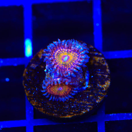 Krak God Zoanthid Coral