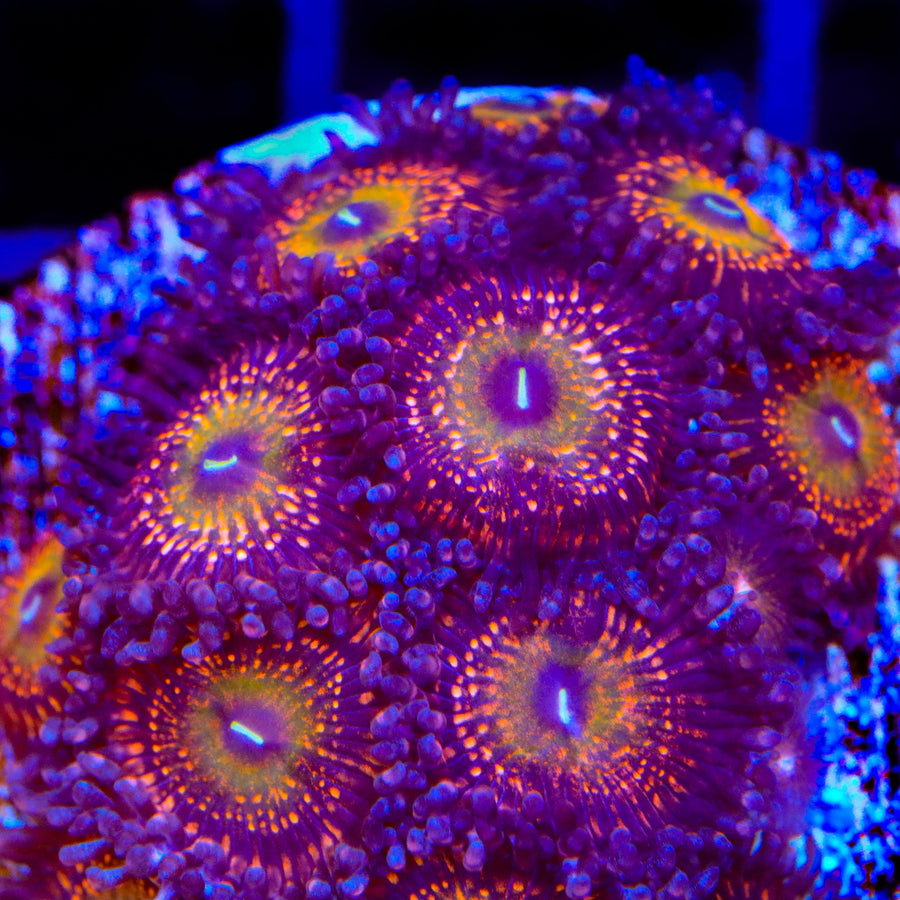 Krak God Zoanthids Coral