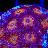 Krak God Zoanthids Coral