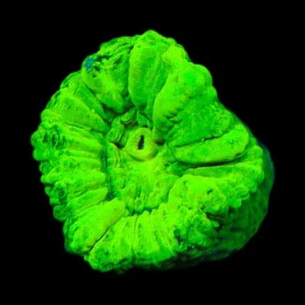 Kryptonite Candy Cane Coral – Top Shelf Aquatics