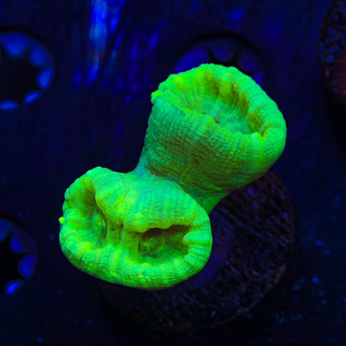 Kryptonite Candy Cane Coral