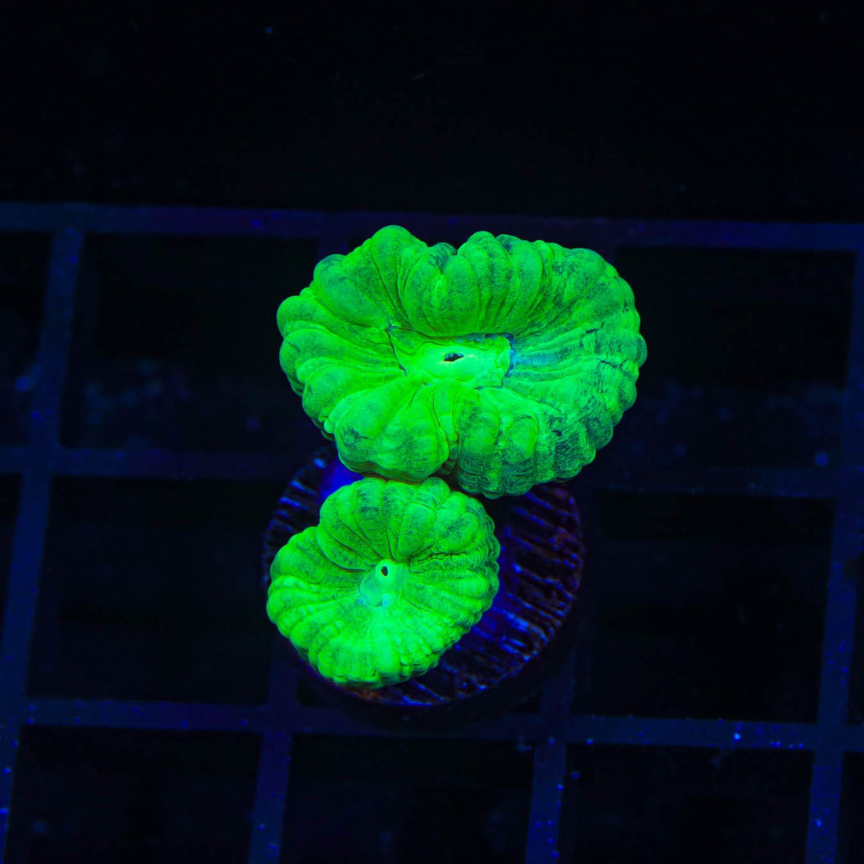 Kryptonite Candy Cane Coral
