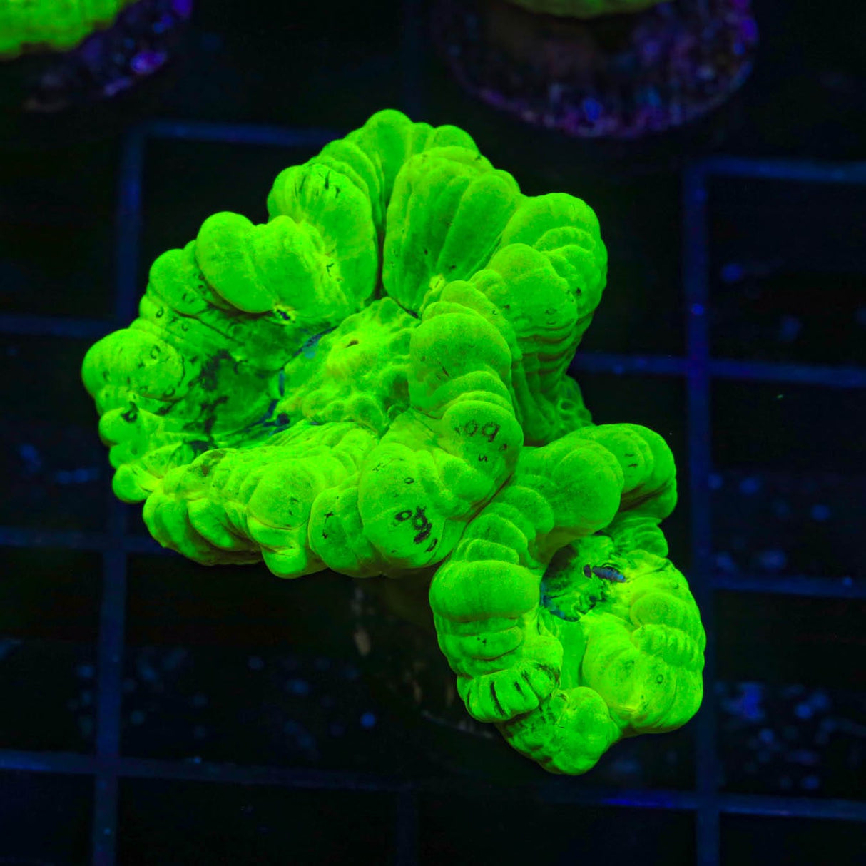 Kryptonite Candy Cane Coral