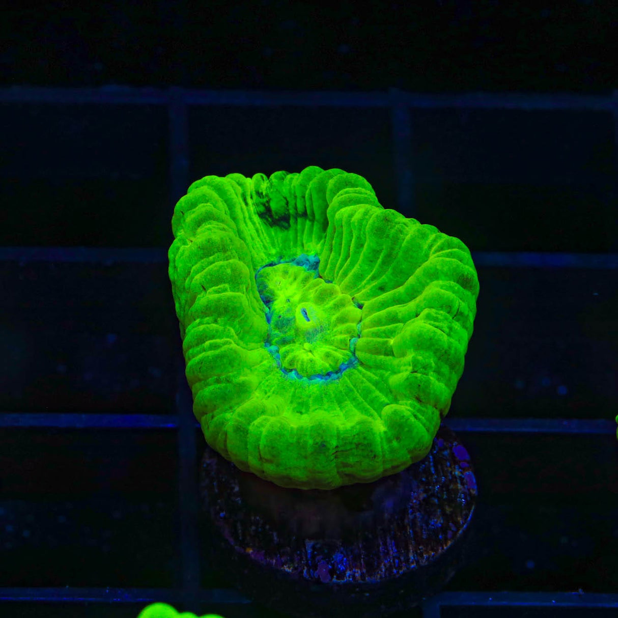Kryptonite Candy Cane Coral