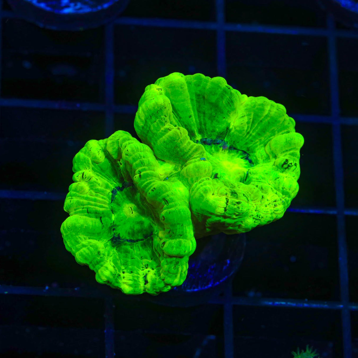 Kryptonite Candy Cane Coral