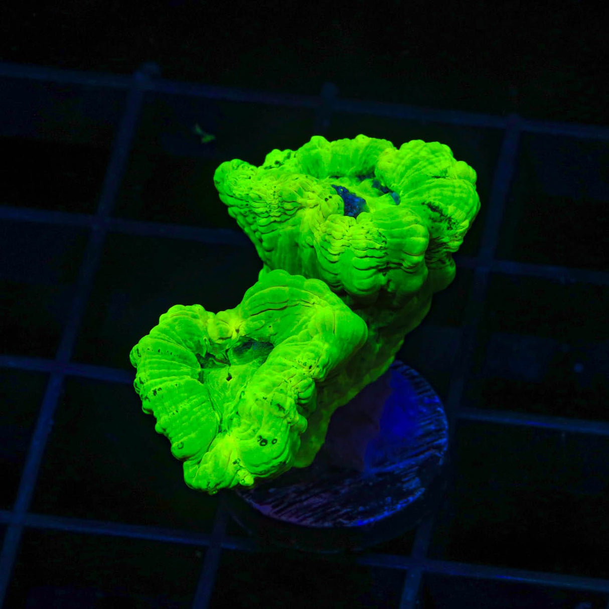 Kryptonite Candy Cane Coral