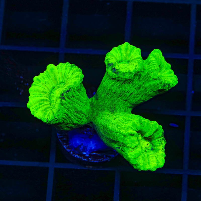 Kryptonite Candy Cane Coral