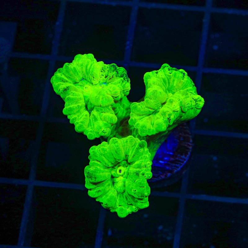 Kryptonite Candy Cane Coral