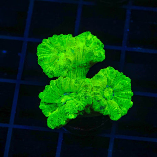 Kryptonite Candy Cane Coral