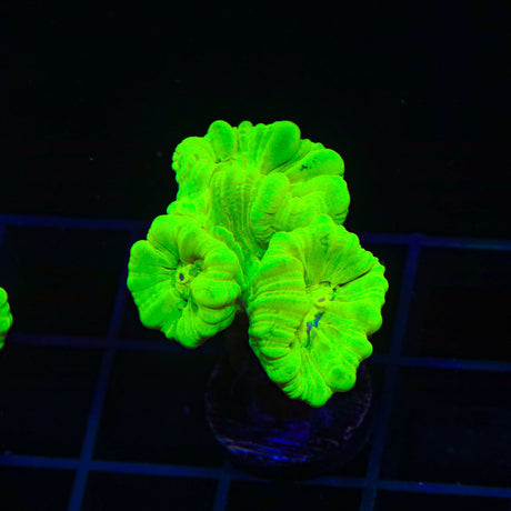 Kryptonite Candy Cane Coral