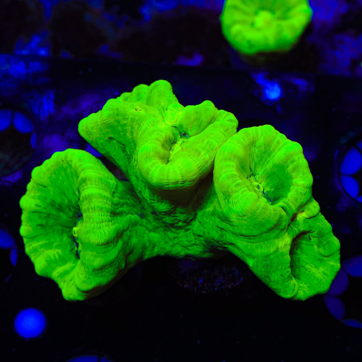 Kryptonite Candy Cane Coral