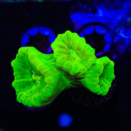 Kryptonite Candy Cane Coral