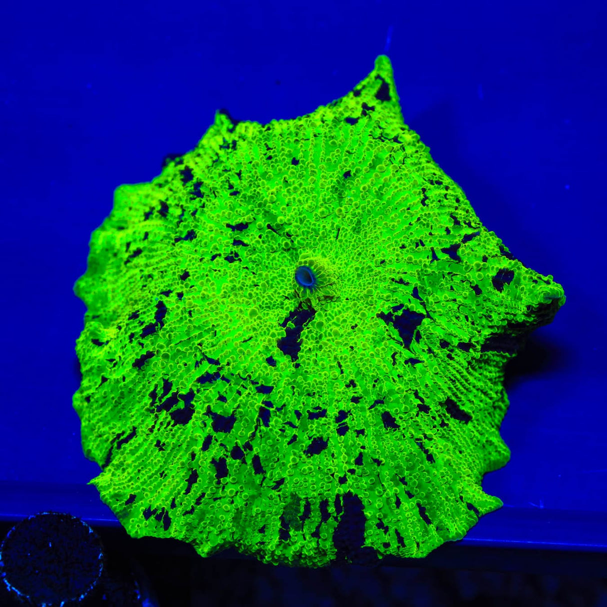 Kryptonite Jawbreaker Mushroom Coral
