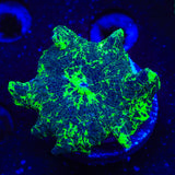 Kryptonite Mushroom Coral