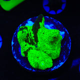 Kryptonite Mushroom Coral