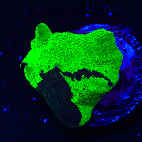 Kryptonite Mushroom Coral