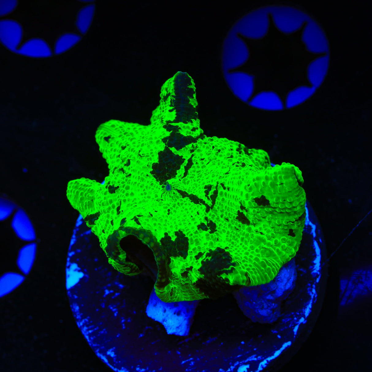 Kryptonite Mushroom Coral