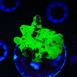 Kryptonite Mushroom Coral