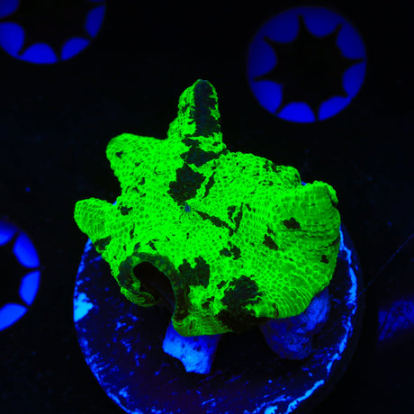 Kryptonite Mushroom Coral