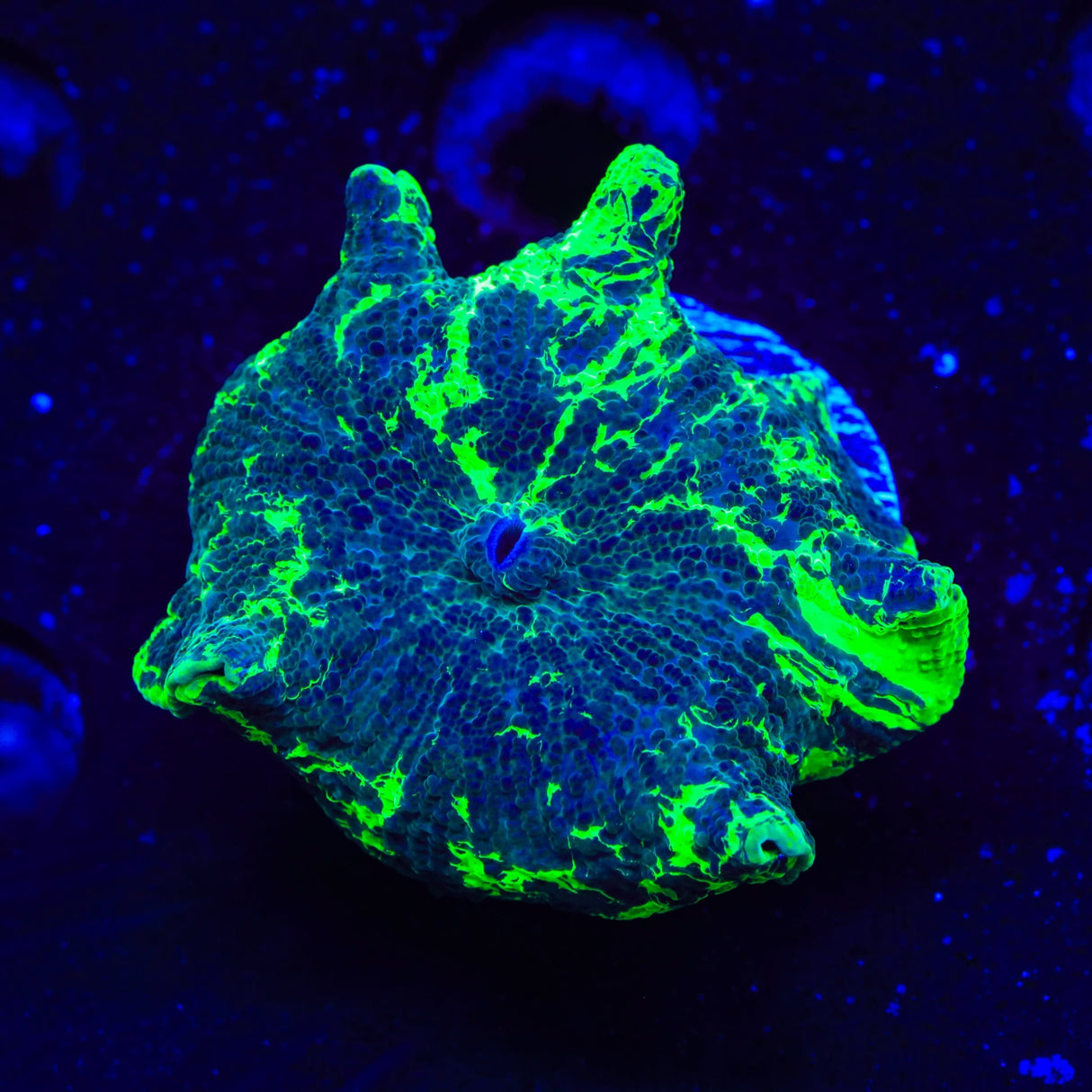 Kryptonite Mushroom Coral