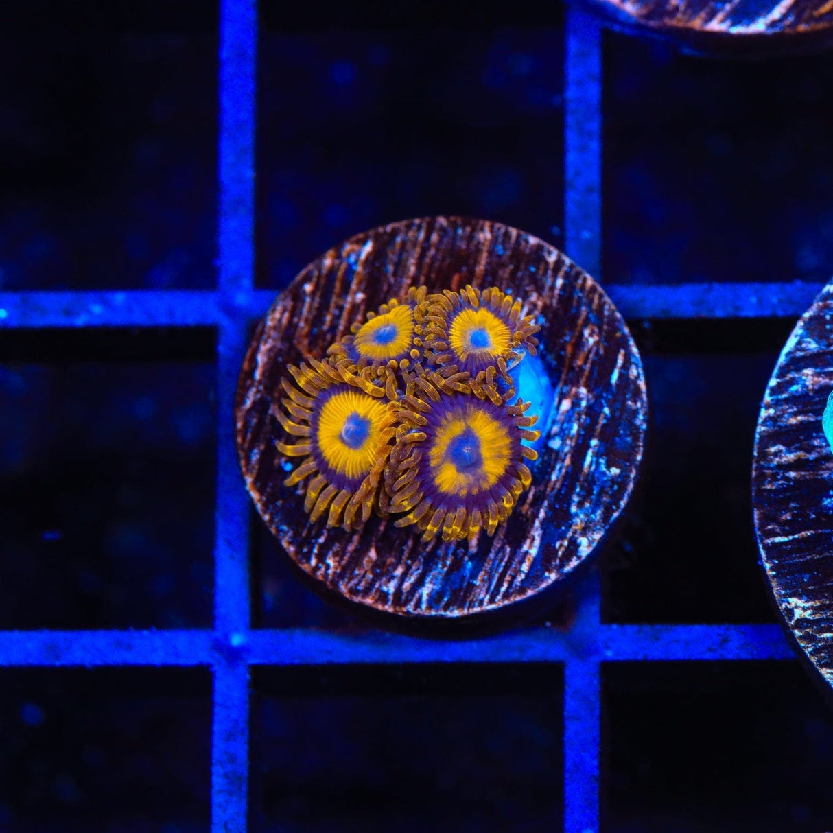 LA Lakers Zoanthids Coral