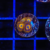 LA Lakers Zoanthids Coral