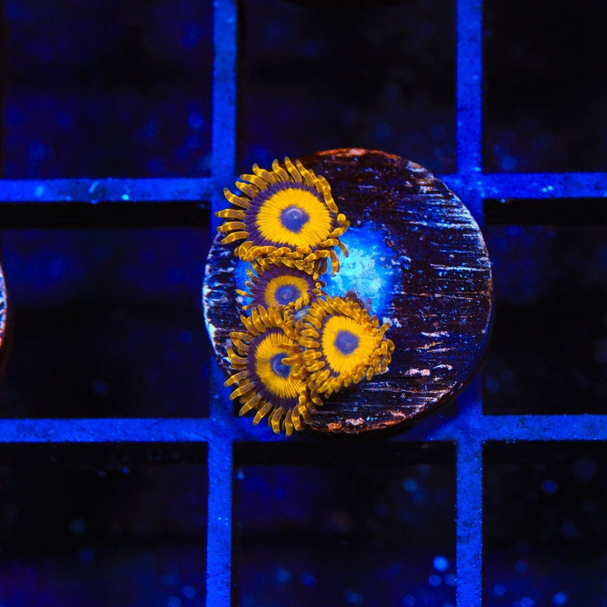 LA Lakers Zoanthids Coral
