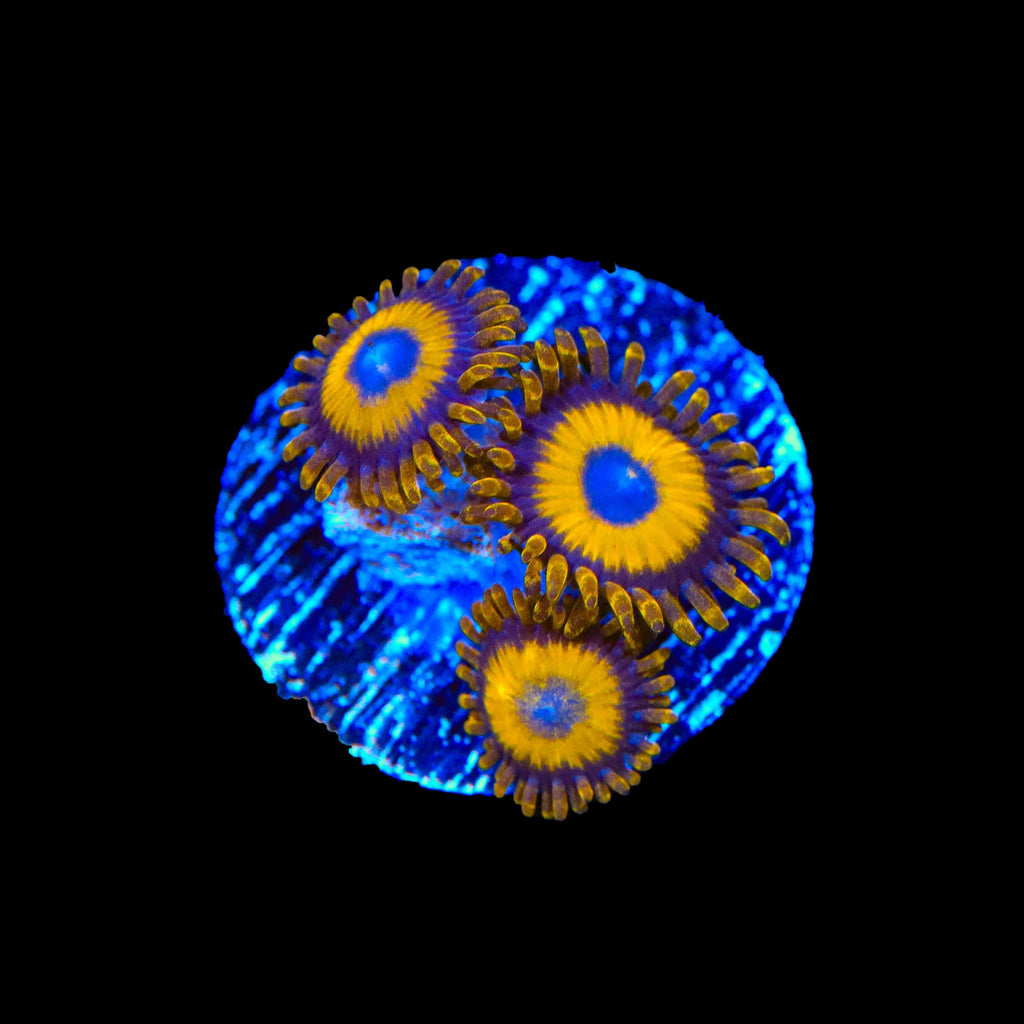 LA Lakers Zoanthids Coral
