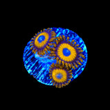 LA Lakers Zoanthids Coral