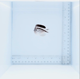 Lamarck Angel Fish