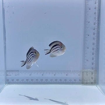 Lamarck Pair Angelfish