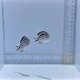 Lamarck Pair Angelfish